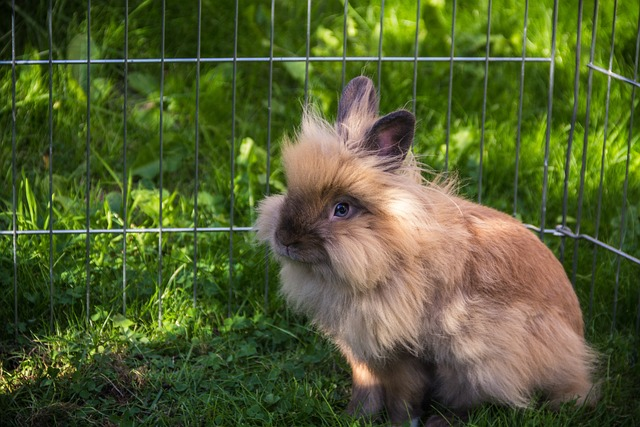 rabbit, pet rabbits, garden, lionhead rabbit