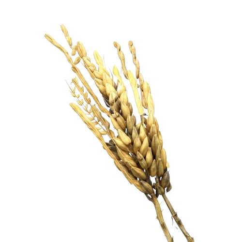 barley -valheim