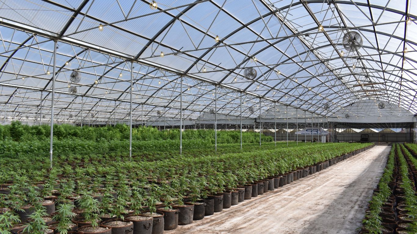 when to harvest cannabis - sugar leaves