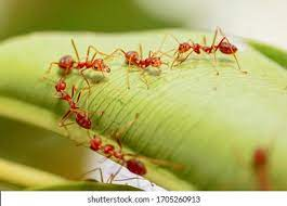 878 Red Imported Fire Ant Images, Stock Photos & Vectors | Shutterstock