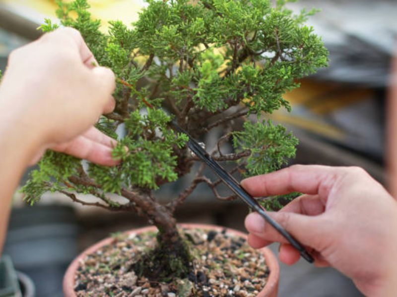 Pruning and branch structure in bonsai are vital for aesthetics, health, and longevity, requiring sustainable care.