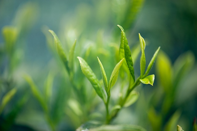 tea, green tea, tea