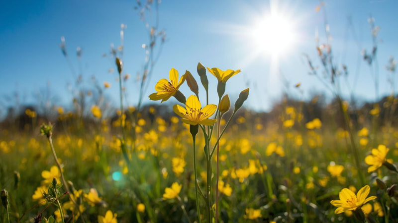 diese Pflanze soll das Licht in der Seele wieder erwecken