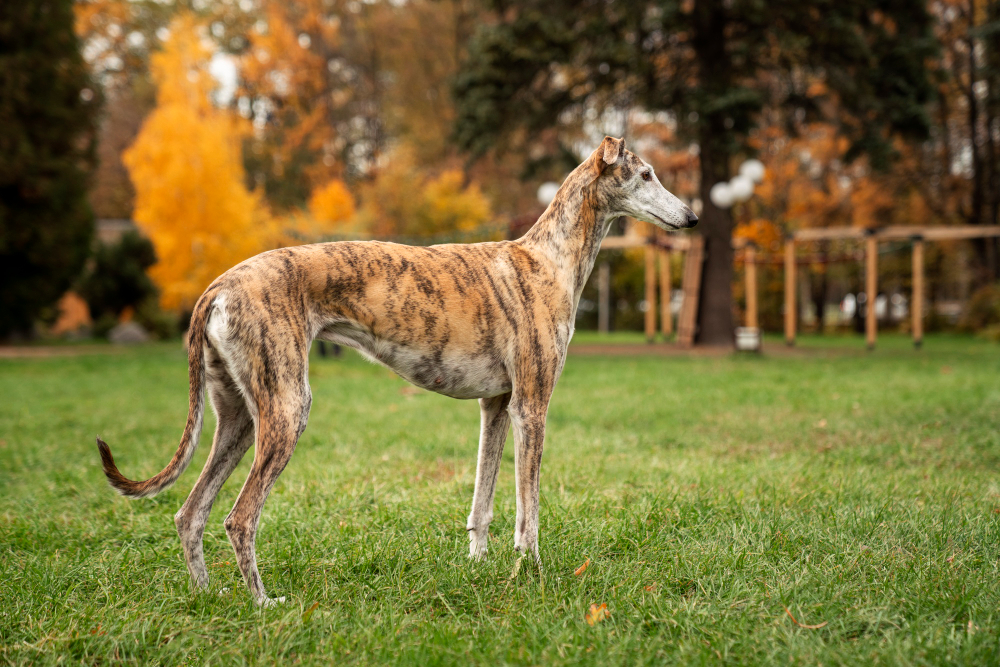 Martingale 2024 collar greyhound