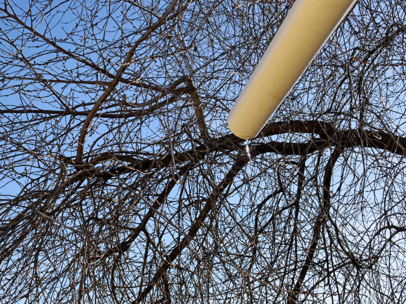 Picture of obstructed golf shot due to overgrown tree branches.