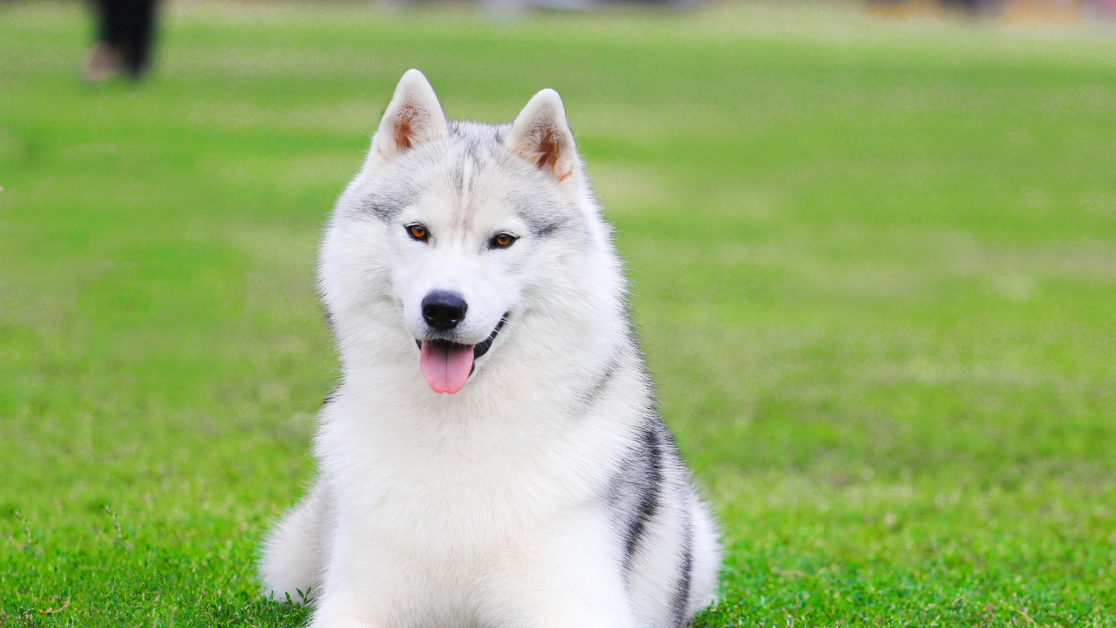 A playful Siberian Husky laying in a field