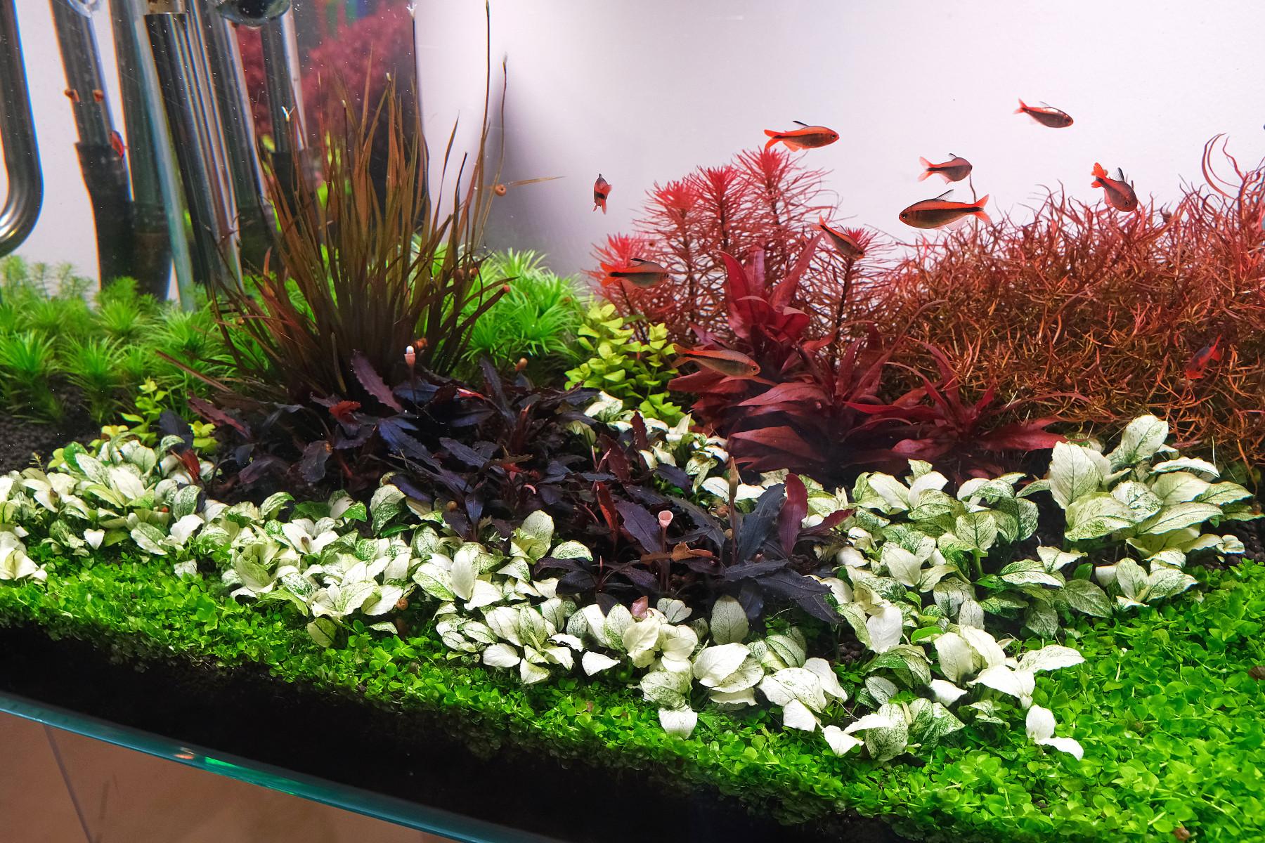 Anubias white petite