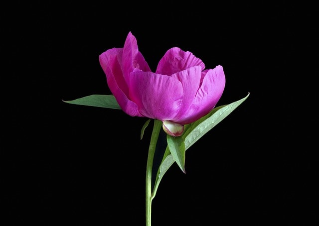 pink peony, flower, flower background, peony, pink flower, beautiful flowers, petals, pink petals, flower wallpaper, bloom, blossom, flora, cut flower, single, single flower, black background, plant, flower, nature, peony, peony, peony, peony, peony, single flower, black background, black background, black background