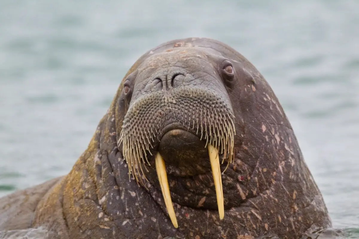 walrus