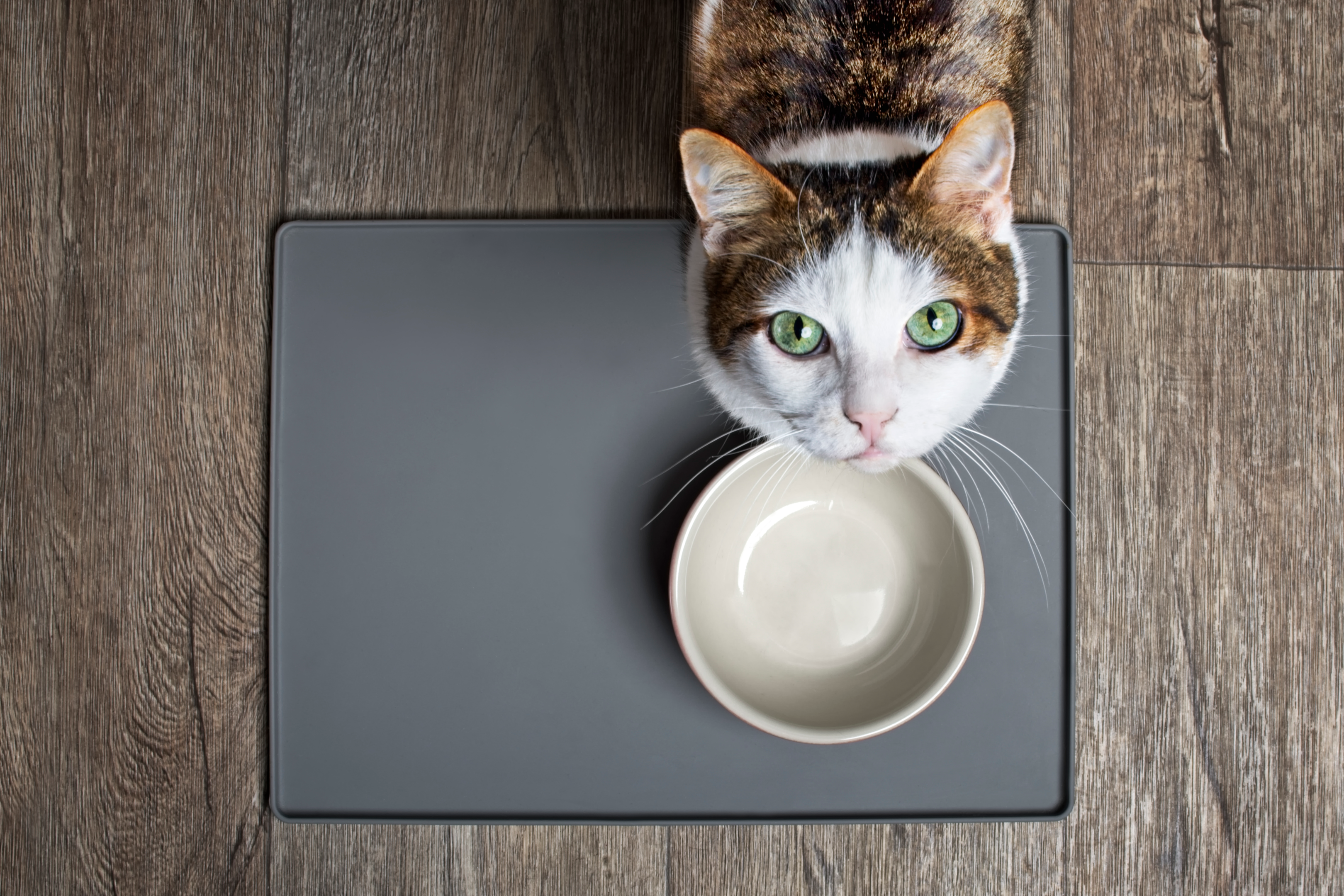 https://www.istockphoto.com/de/foto/hungry-cat-sits-in-front-of-an-emty-food-dish-and-looks-into-the-camera-gm1224350561-359964757?phrase=katze%20eats