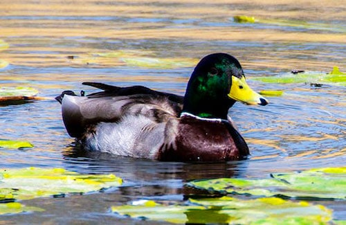 Duck Hunting