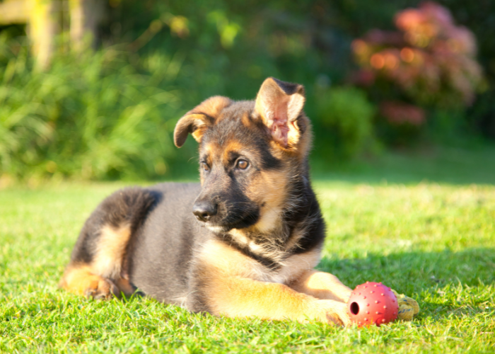 A German Shepherd puppy playing with a toy