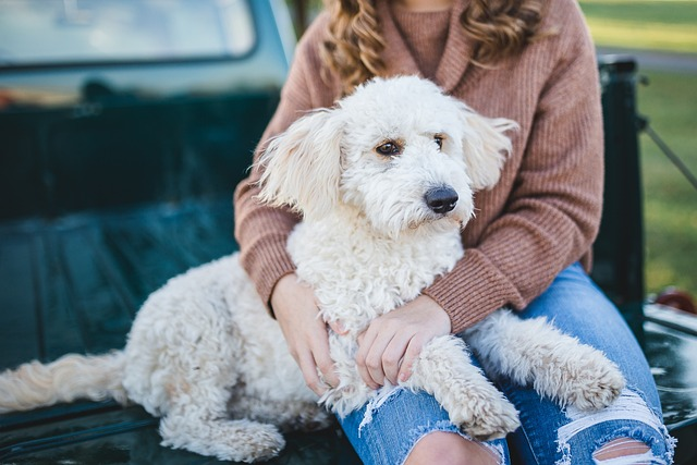 dog, woman, owner