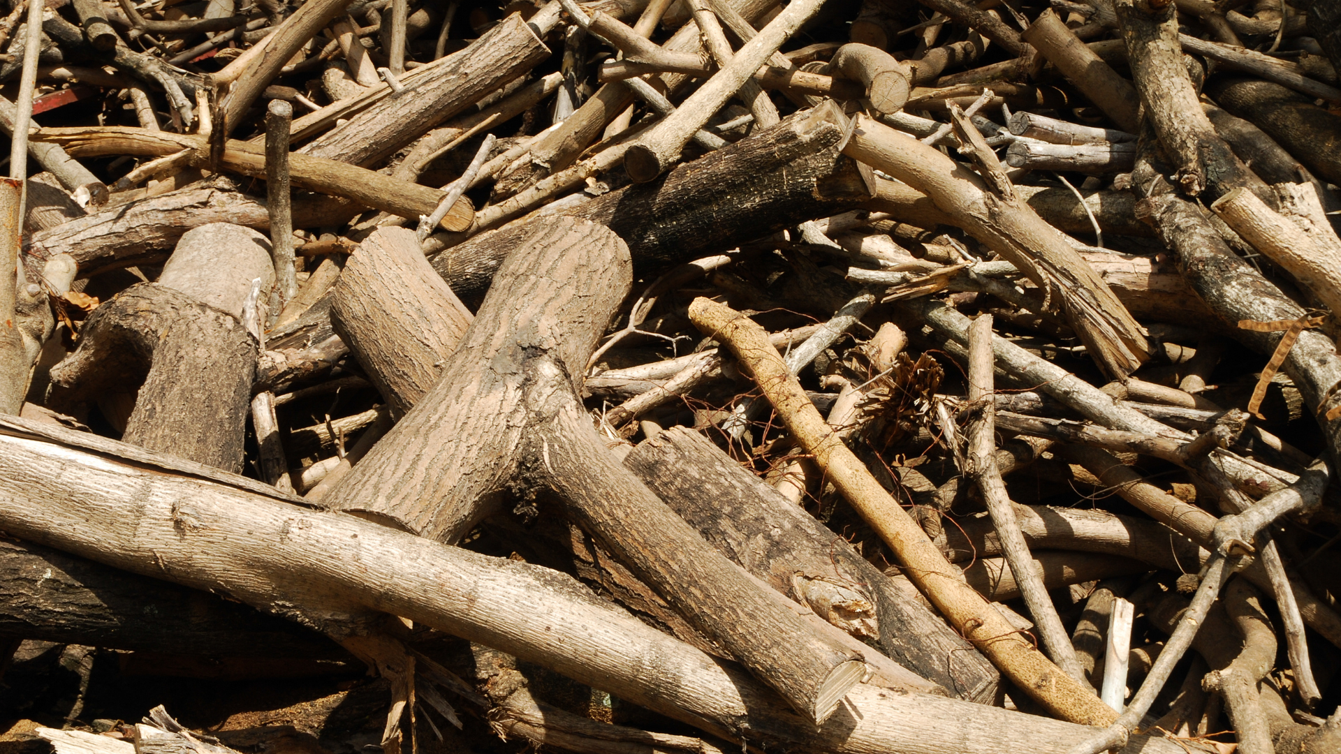 Il y a plus d'arbres gaspillés que vous ne le pensez, car certains endroits déversent leurs déchets de bois dans des endroits comme celui-ci où ils pourrissent en rien.