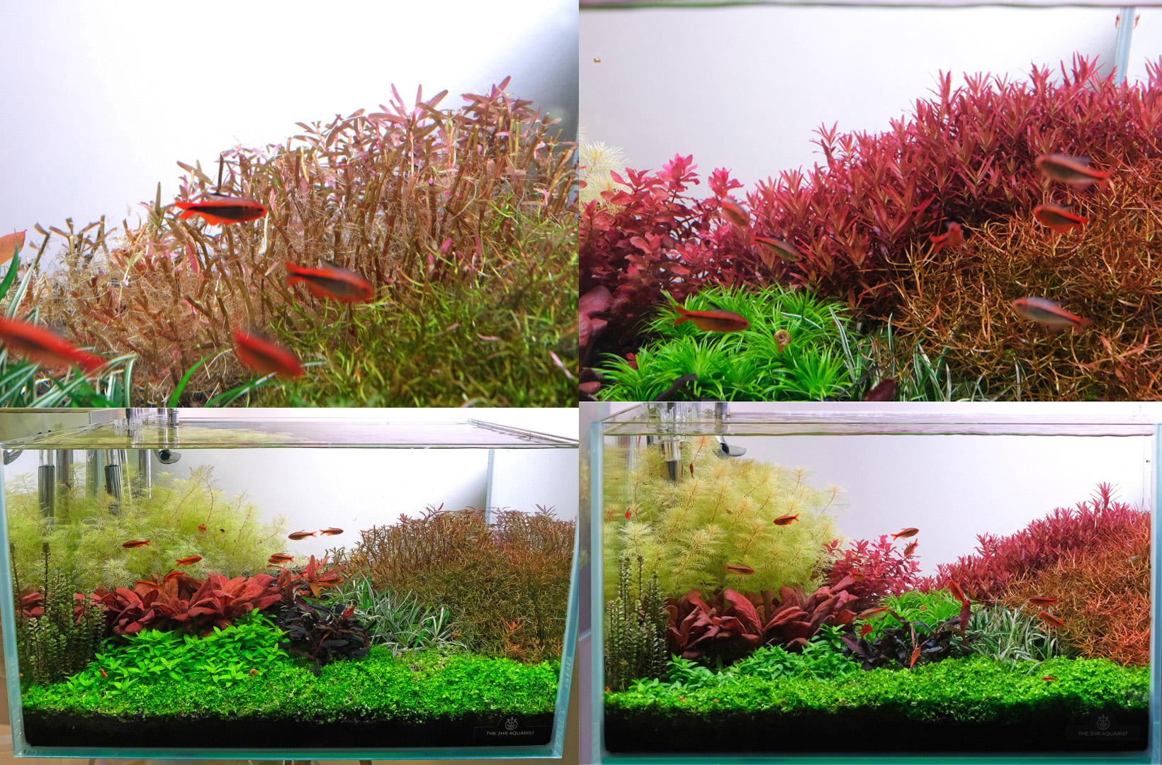 Side by side pictures showing rotala routundifolia immediately after trimming, and after it grows back.