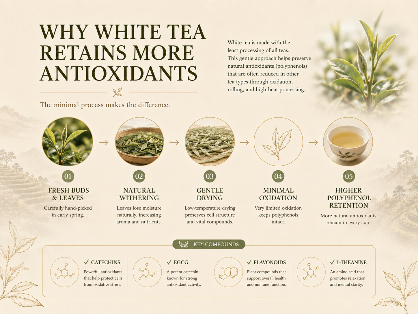 WHY WHITE TEA RETAINS MORE ANTIOXIDANTS