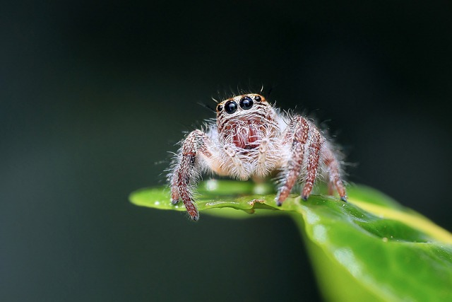jumping spider, spider, insect