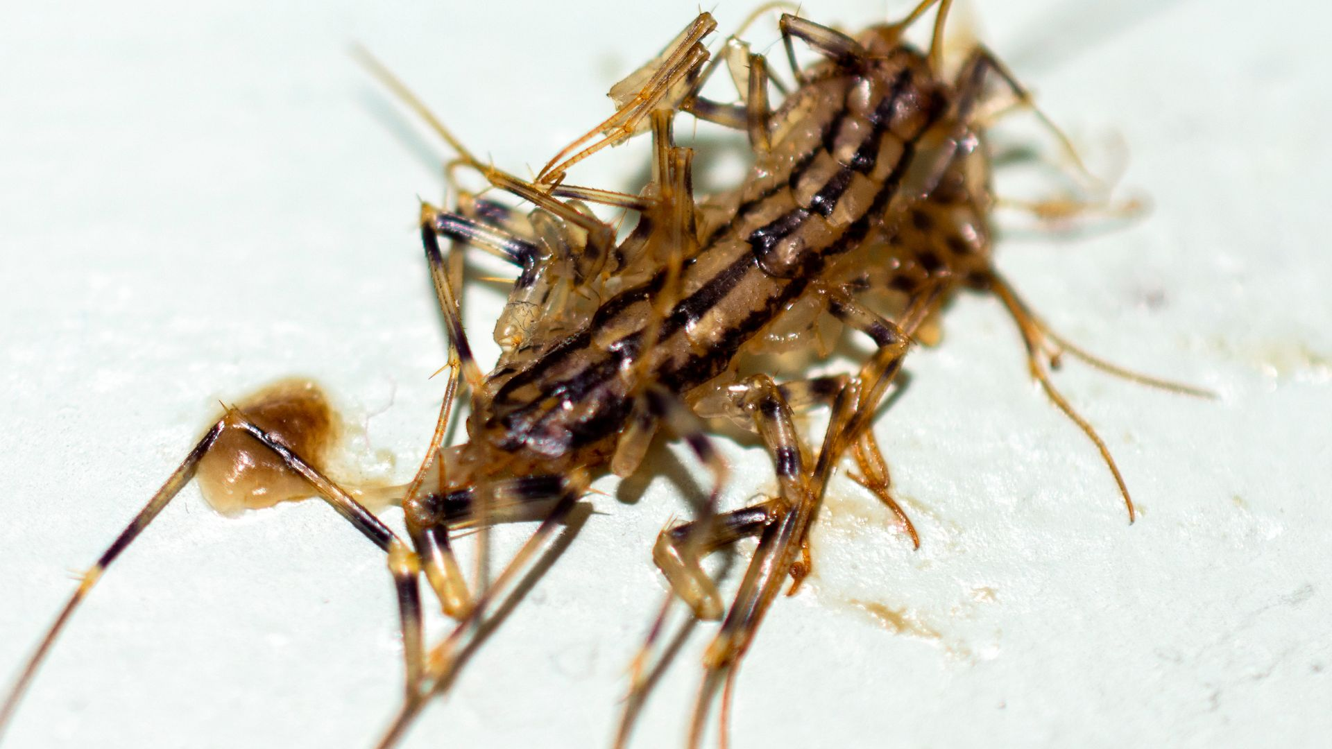 An image of a centipede stuck to a sticky glue trap.