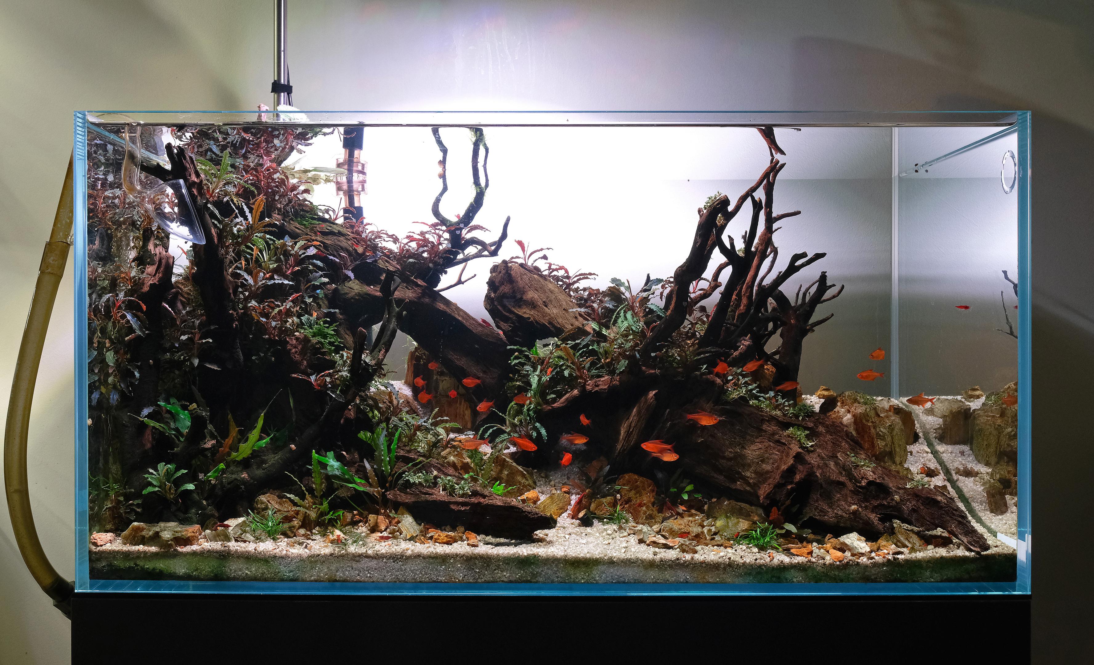 Aquarium with wood and red fishes against white background