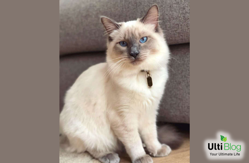 Image Credit: Charlie & Scottie https://www.instagram.com/p/CGXky08pnmD/ in a post about Siamese Ragdoll Cat 
