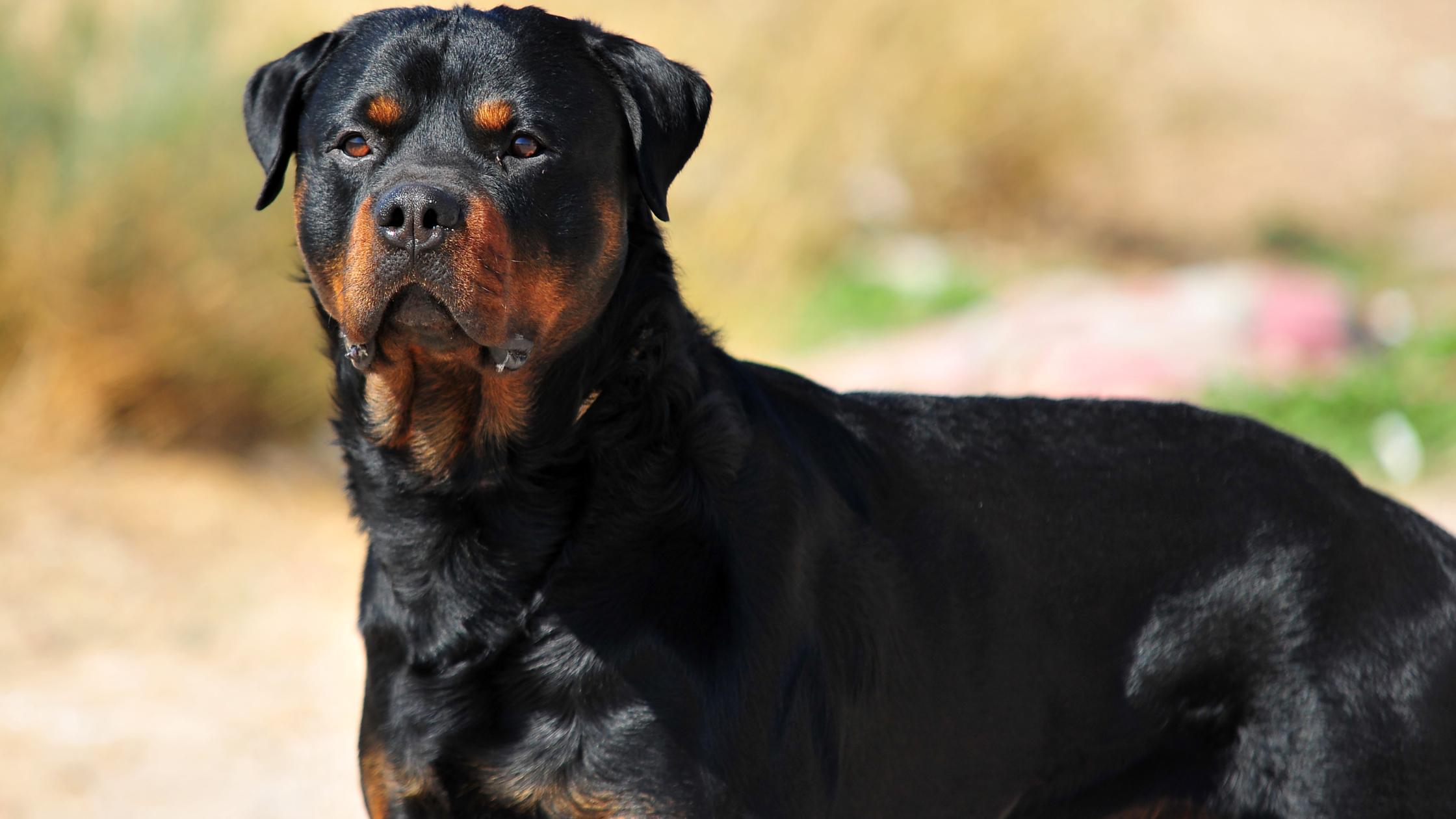 A protective Rottweiler staring at something in the distance