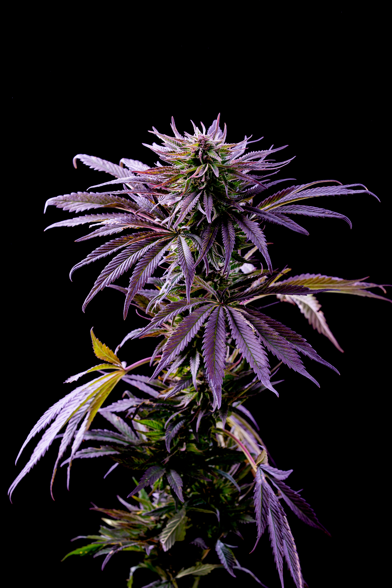 Grandaddy purple weed strain