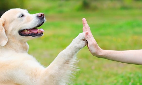 Eco-Friendly Dog Grooming Practices