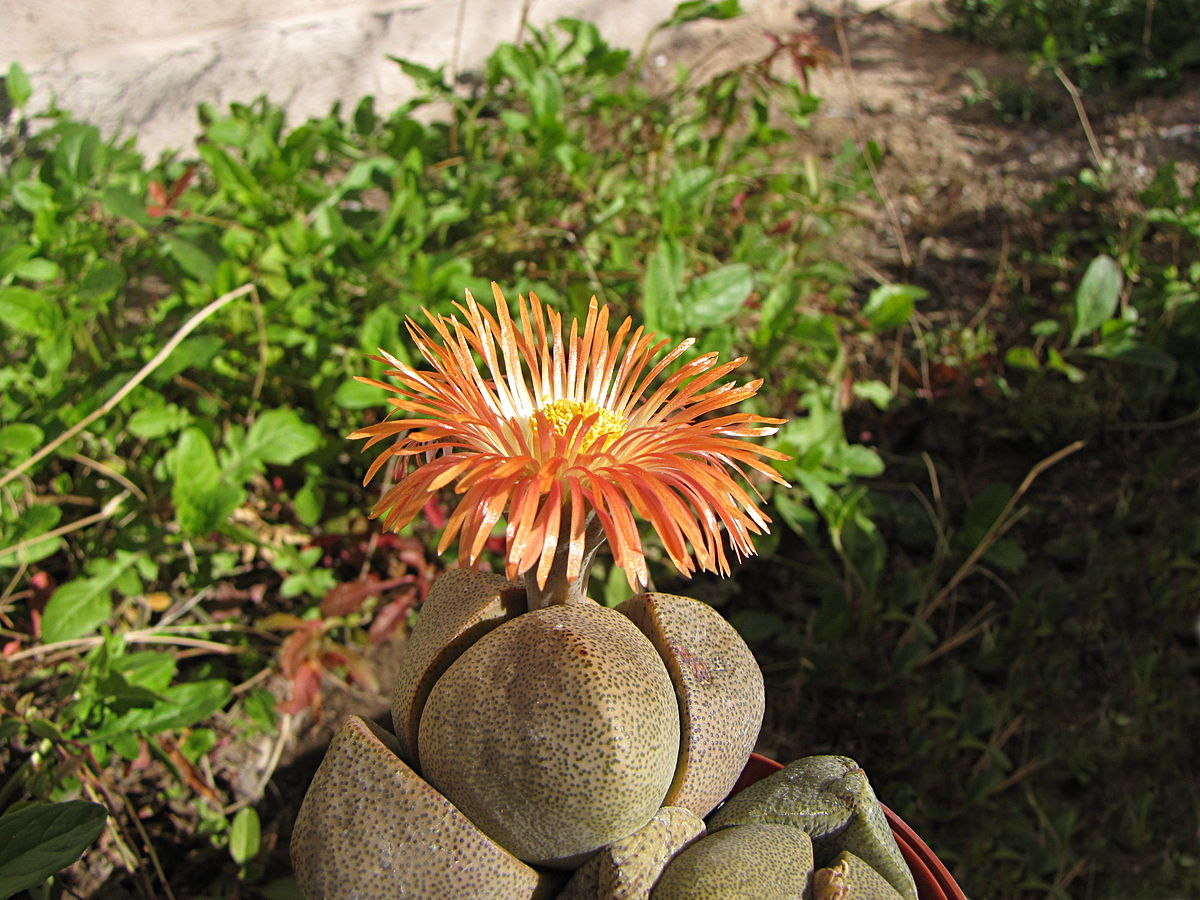 rock cactus, cacti, plants rock