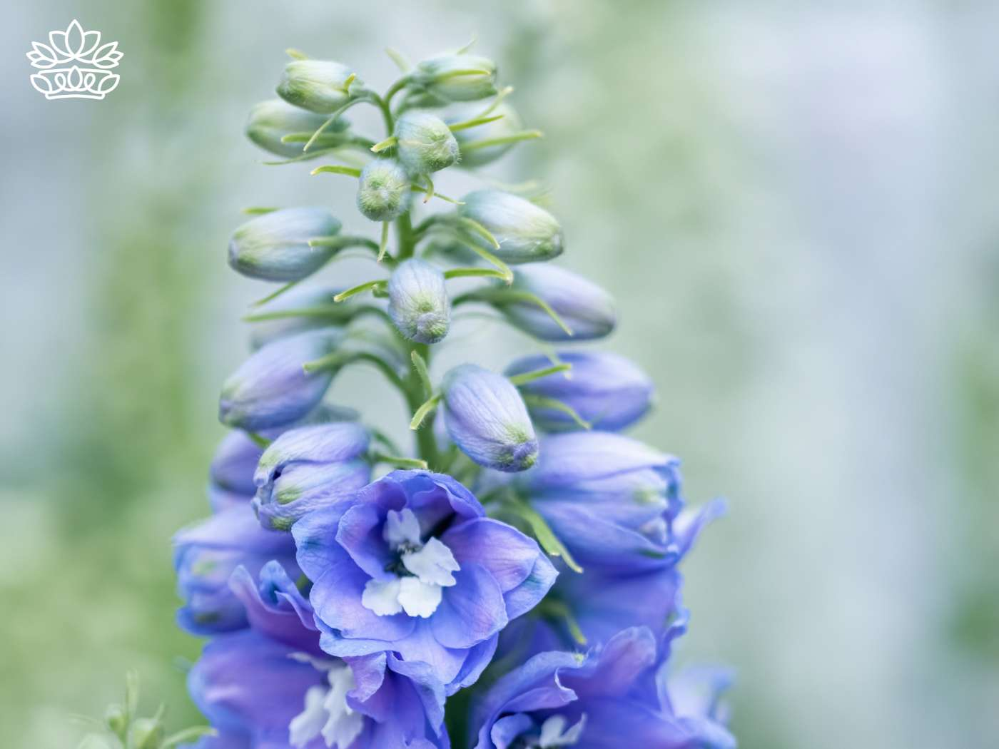 Vivid blue delphinium species blooms in soft focus, a highlight of the Delphiniums Collection by Fabulous Flowers and Gifts.