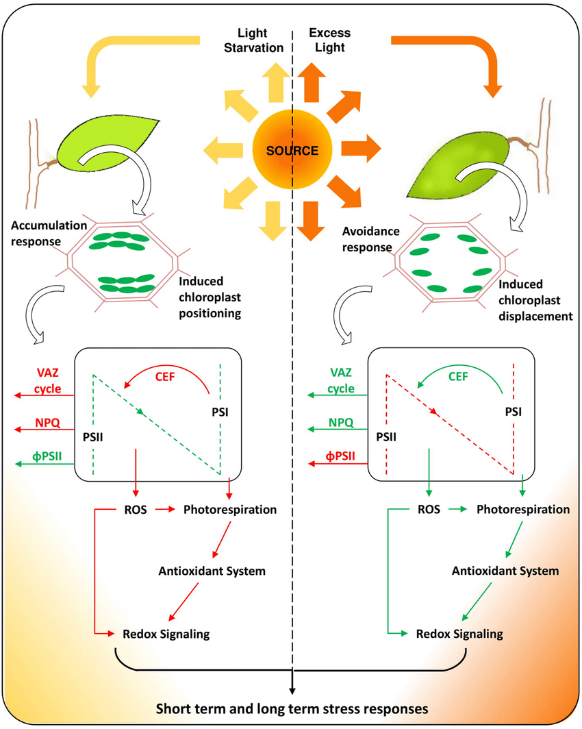 The Light Stress In Plants Ultimate Guide