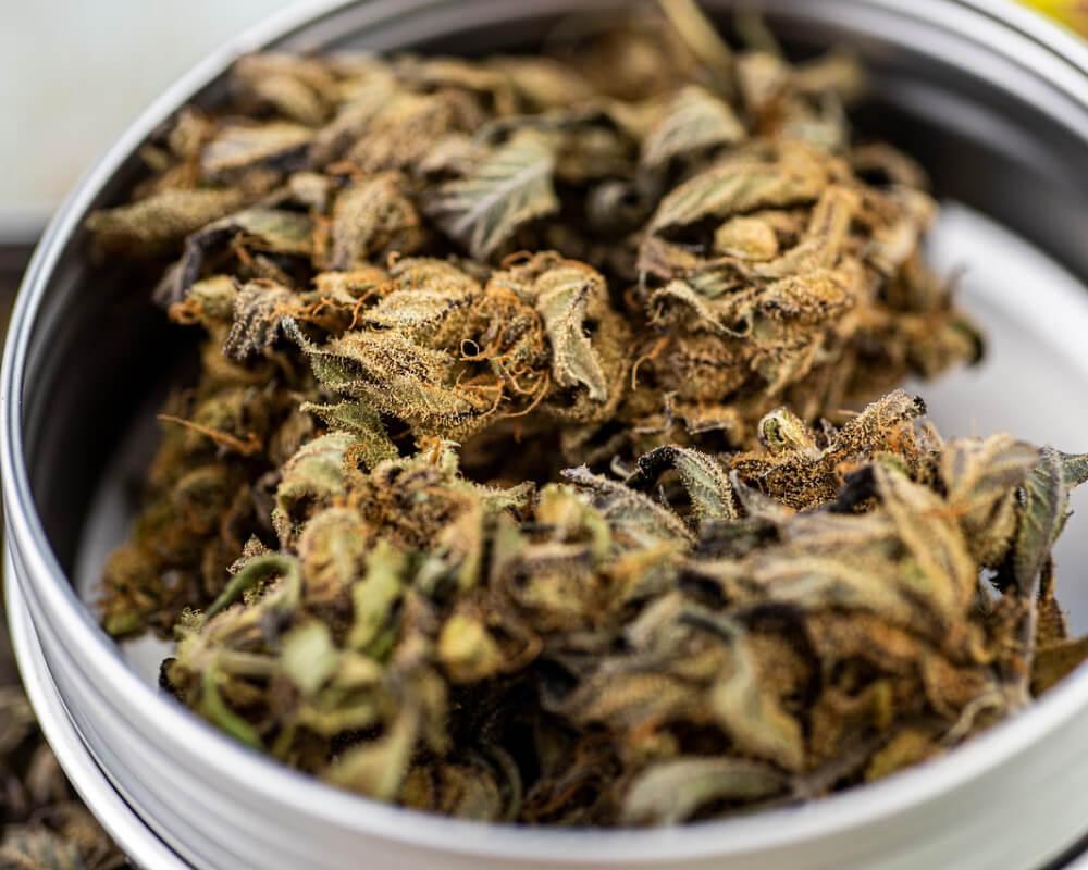 CBD flower buds in a small container