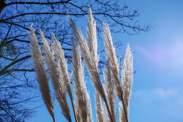 pampas grass, backlighting, grass