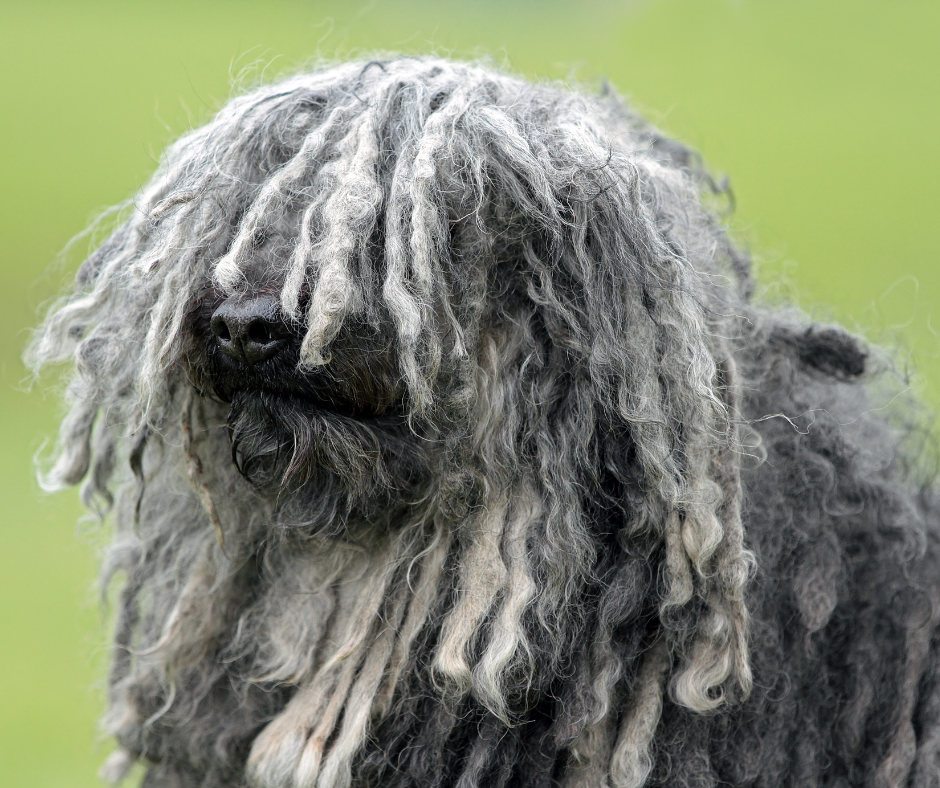 A grey Puli with his hair covering his eyes