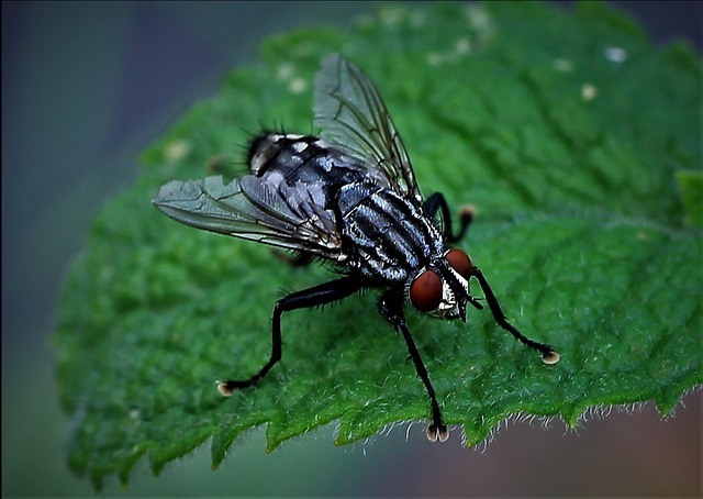 fly, close up, housefly