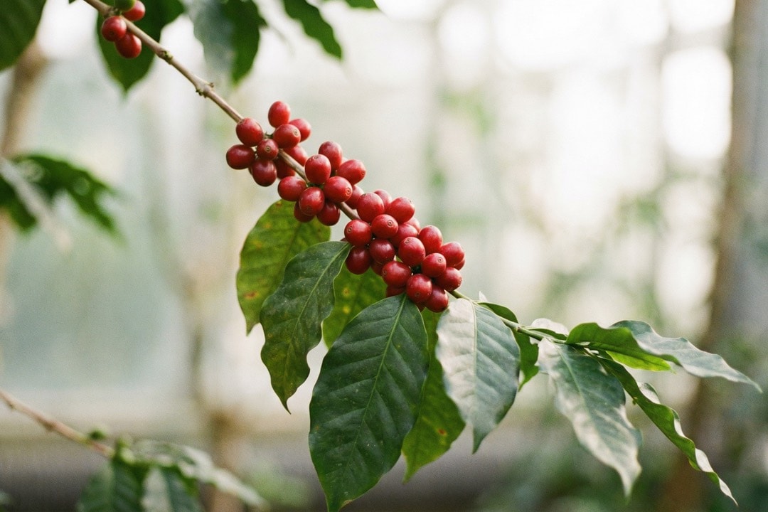 organic coffee free of toxic chemicals