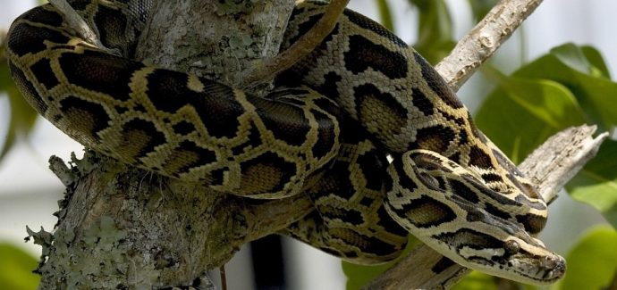 nonnative species, everglades national park python