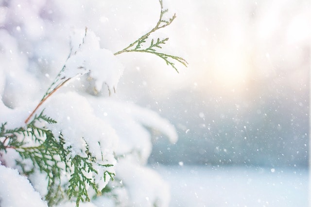 tree in winter symbolizing how to add holiday touches to your advertising, amazon listing, and brand to boost search results