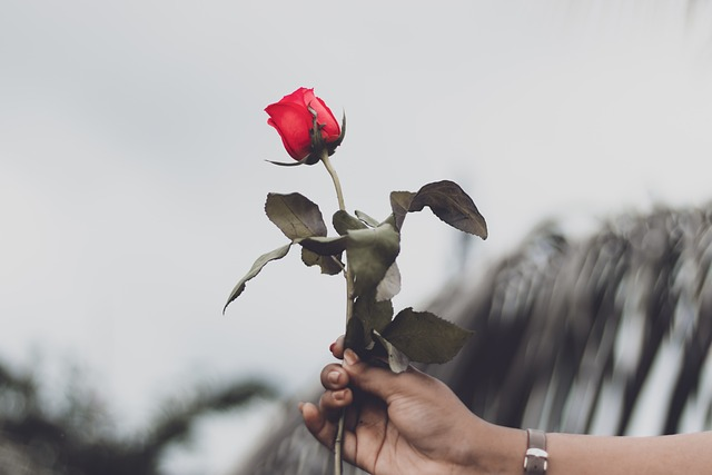 rose, hand, woman