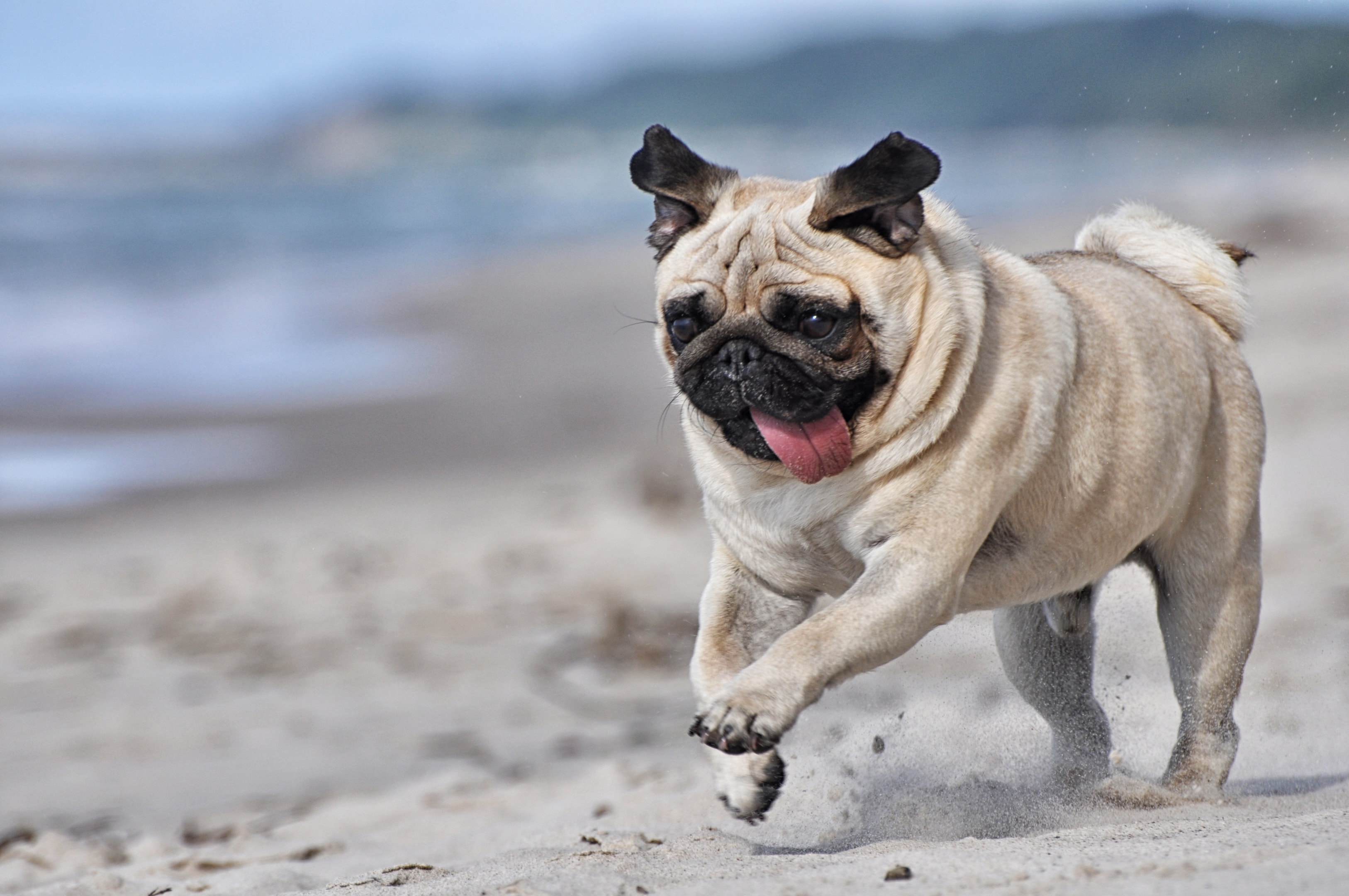 A pug running along side a lake