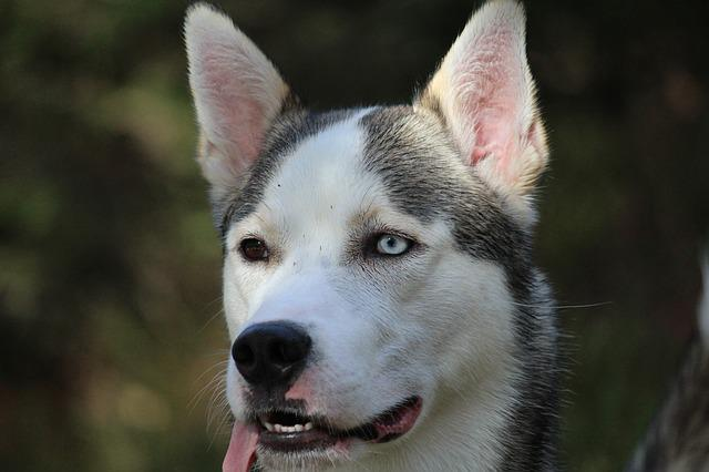 husky, alaskan, alaskan husky