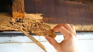 Found Termites On Your Property? Here's ...