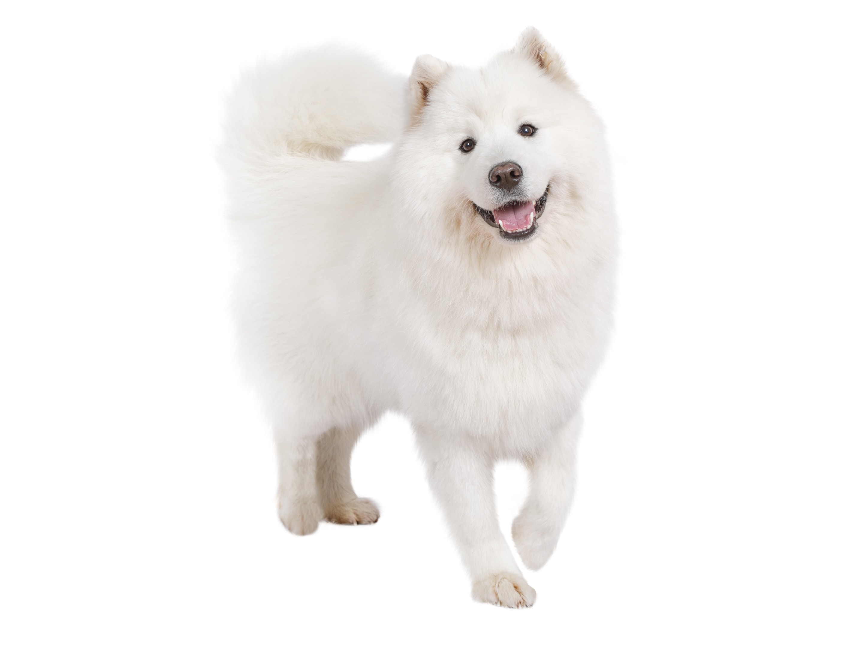 A smiling sammie on a white background