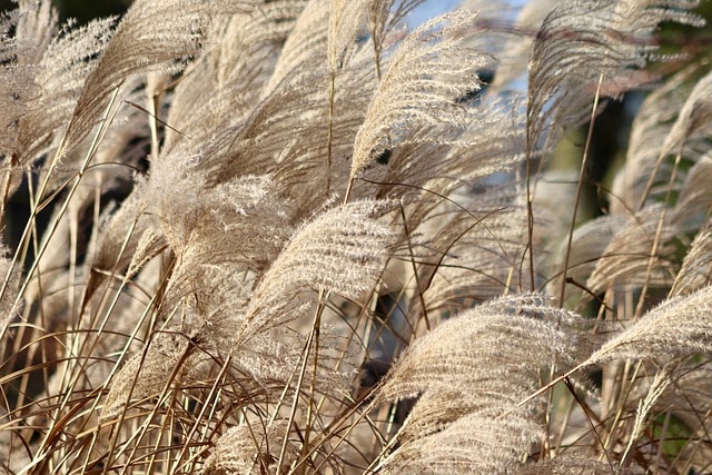 reed, nature, grass, china grass, elephant grass, miscanthus sinensis, dry plants, inflorescences, ornamental plant