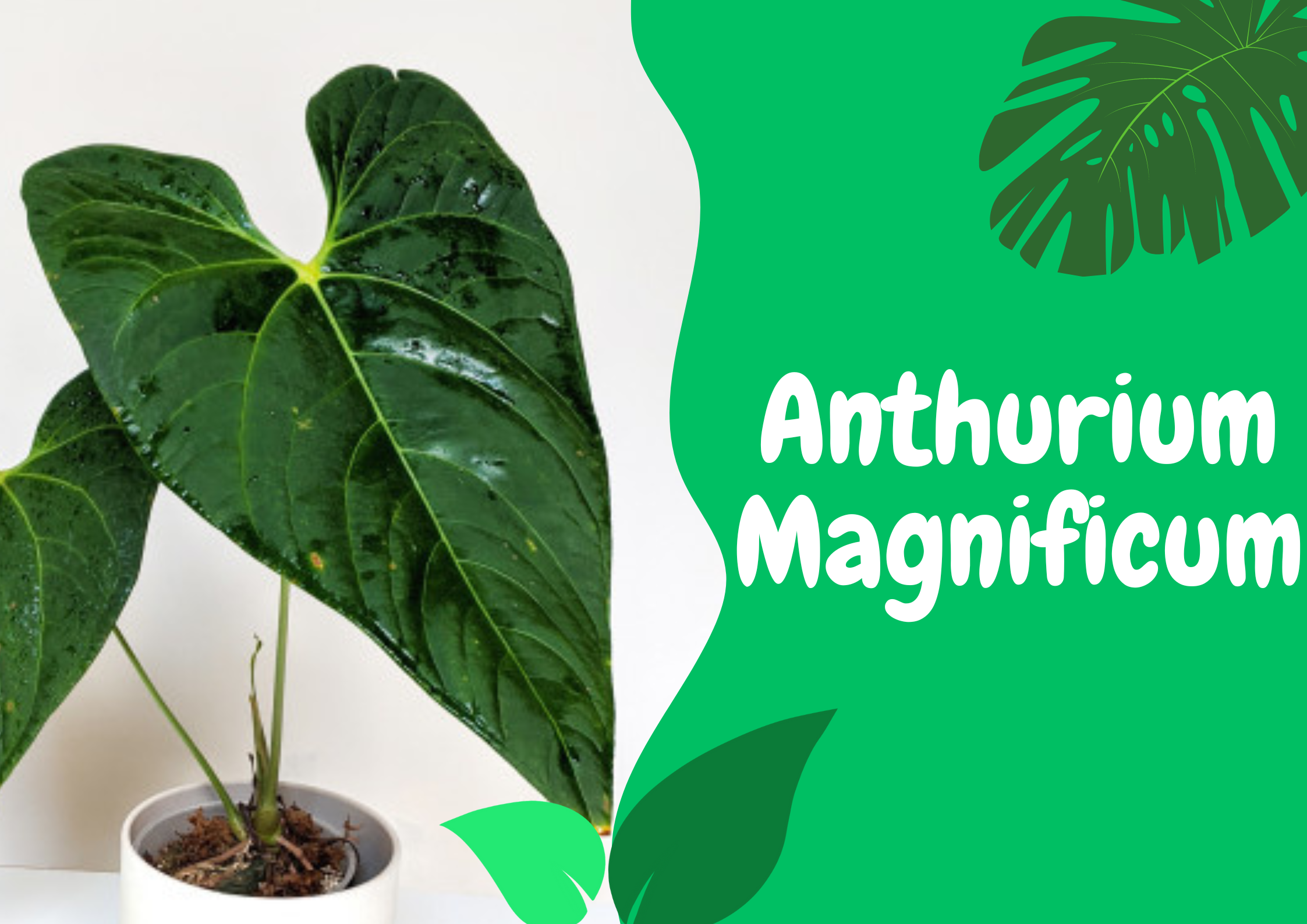 anthurium magnificum