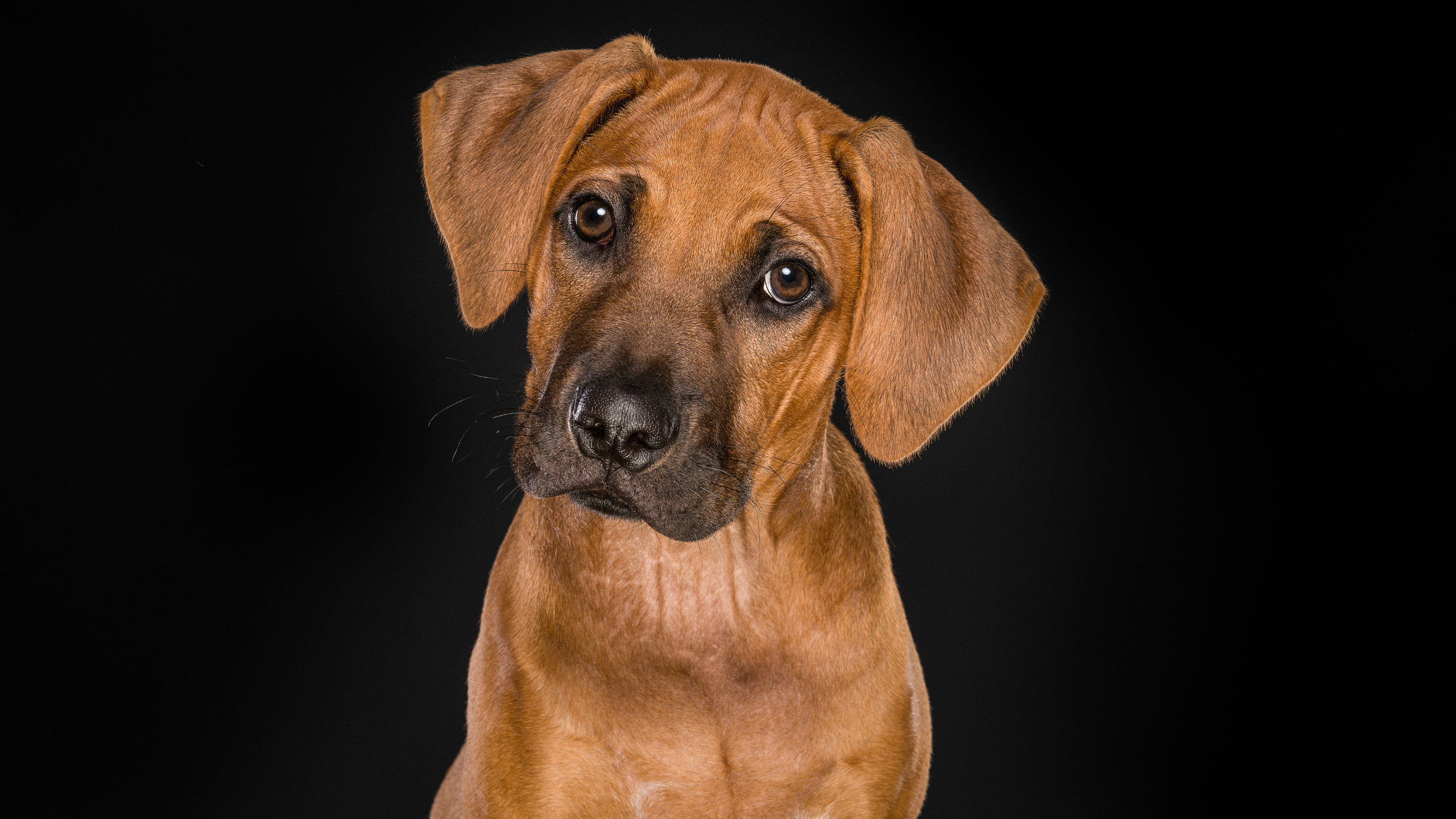 A Ridgeback puppy against a black background
