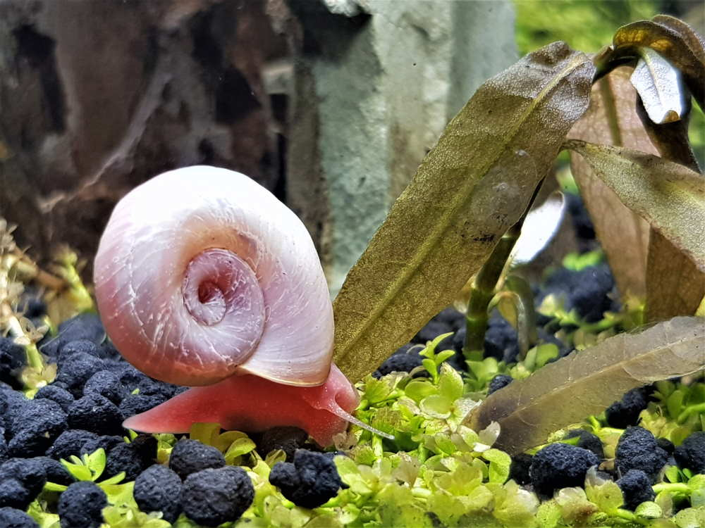 the Ramshorn snail