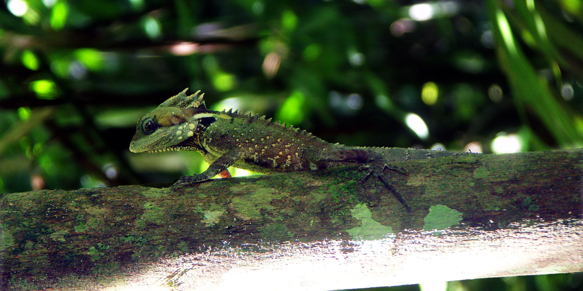  interesting animals in the daintree rainfores