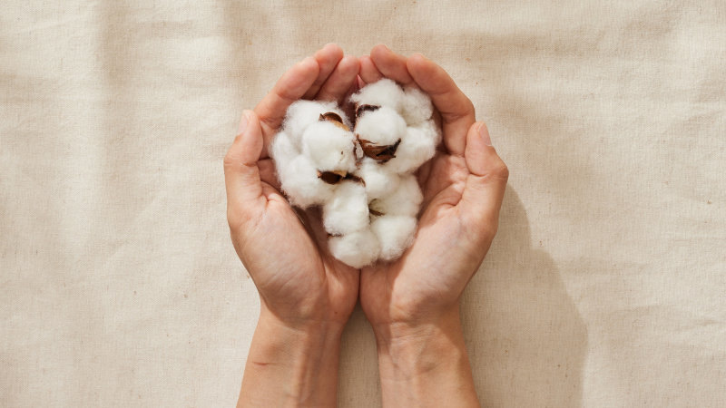A person holding Pima cotton in their hands