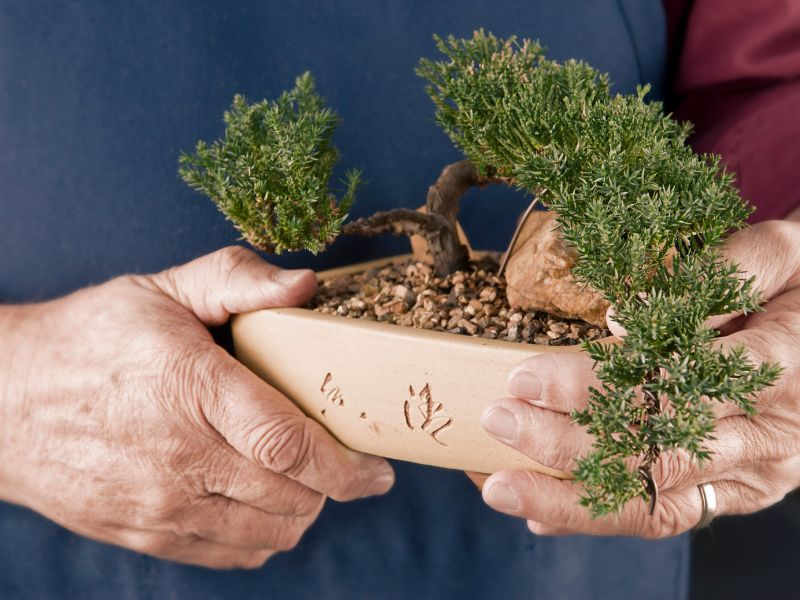 Despite careful nurturing, individuals passionate about bonsai may occasionally face difficulties that jeopardize the well-being of their miniature trees.