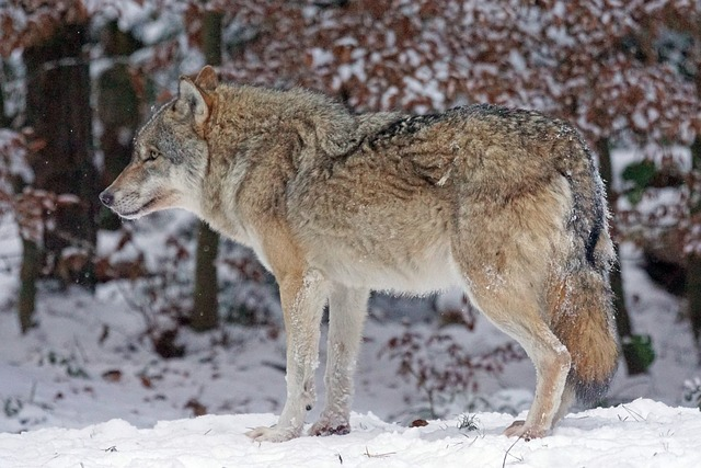 wolf, predator, carnivores